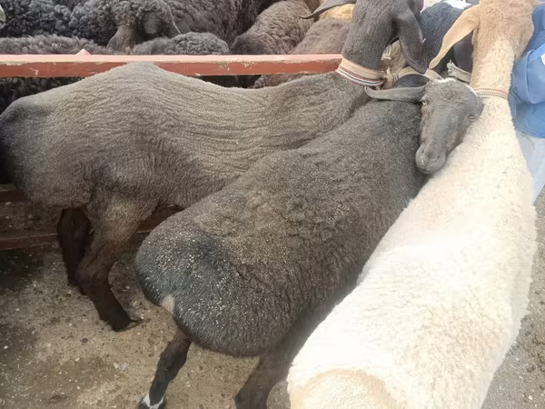 Qo‘ylar (partiya, jinsi ko‘rsatilmagan), Edilbay sheep