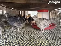 Quails — รูปภาพ 3