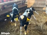 Lembu jantan, Russian Black pied cattle — foto 1