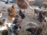 Chickens — foto 6