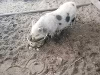 ወንድ አሣማ, Pigs — ፎቶ 1