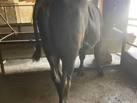 ወንድ በሬ, Swiss cattle — ፎቶ 4