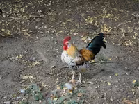 Chickens — 사진 1