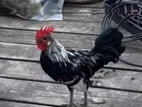 Japanisches Bantam — Foto 6