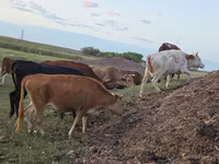 گاو ماده, گاو سفیدسر قزاقستانی — عکس 5