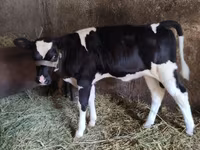 بقرة, Russian Black pied cattle — الصورة 2