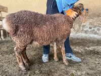 Vædder, Arashan sheep — foto 7