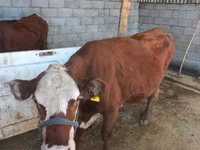 Koe, Latvian Blue cattle — foto 1