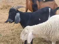 Billy Goat, Goats — photo 3