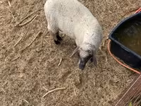 قوچ, Tsigai sheep — عکس 4