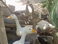 Geese — ảnh 2