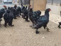 براهما — عکس 5