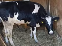 Krava, Russian Black pied cattle — fotografija 2