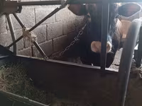 Býk, Simmental cattle — foto 1