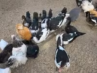 Ducks — foto 3