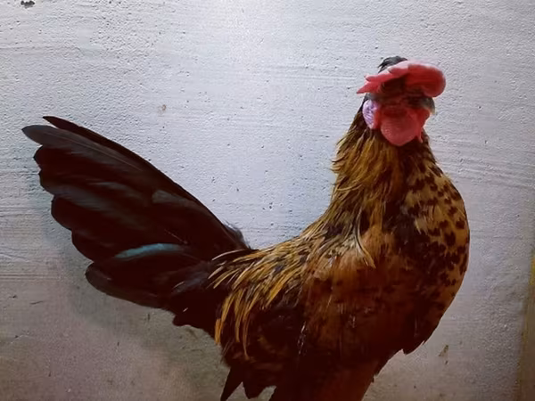 سراما