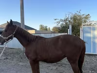 Kůň, Arabian horse — foto 3