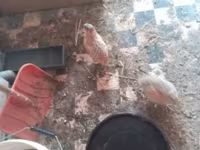 Quails — 사진 1