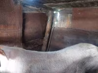 Babi hutan, Дюрок — foto 2