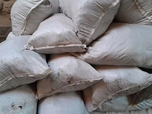 Qoy gongi sotiladi