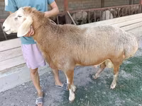 Widder, Arashan sheep — Foto 3