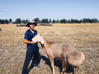 Montone, Rhon sheep — foto 1
