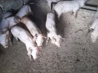 Sow, Pigs — photo 2