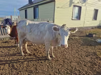 Tehén, Latvian Blue cattle — 3. fotó