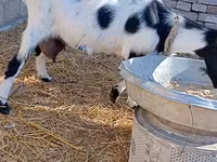 Koza, Saanen goat — foto 6