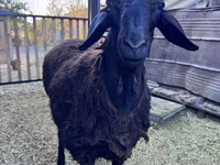 Beran, Hissar sheep — foto 5