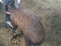 Widder, Suffolk sheep — Foto 6
