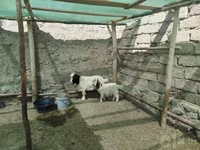 بز ماده, بز — عکس 4