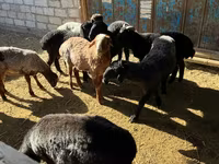 كبش, الأغنام — الصورة 1