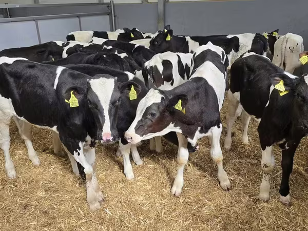 Banteng, Holstein breed