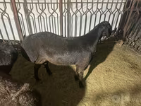 قوچ, Rhon sheep — عکس 2