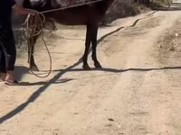 اسب نر, Karabakh horse — عکس 1