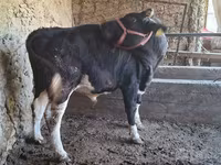 Bou, Bovine — foto 3