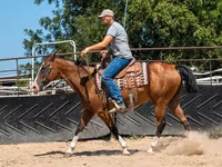 اسب نر, Quarter Horse — عکس 7