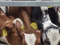 Byk, Simmental cattle — zdjęcie 3