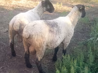 የጎትት አውራ በግ, White Suffolk sheep — ፎቶ 3
