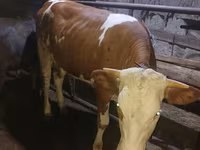 Mucca, Simmental cattle — foto 2