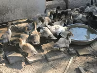 Ducks — รูปภาพ 7