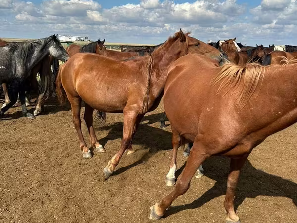 ሴት ፈረስ, Horse breed
