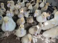 Ducks — عکس 6