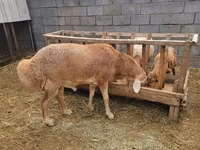 Κριός, Arashan sheep — φωτογραφία 7