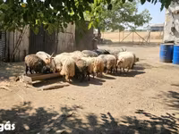 แกะตัวผู้, Racka sheep — รูปภาพ 4