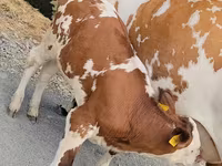 Kuh, Simmental cattle — Foto 1