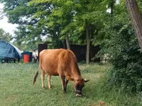 Krava, Jersey plemeno — foto 2