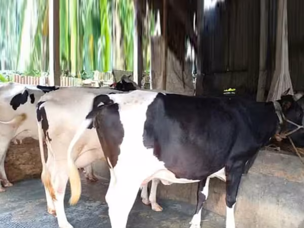 Sigir, Bifalo — Bangladesh