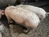 Locha, Świnie — zdjęcie 1